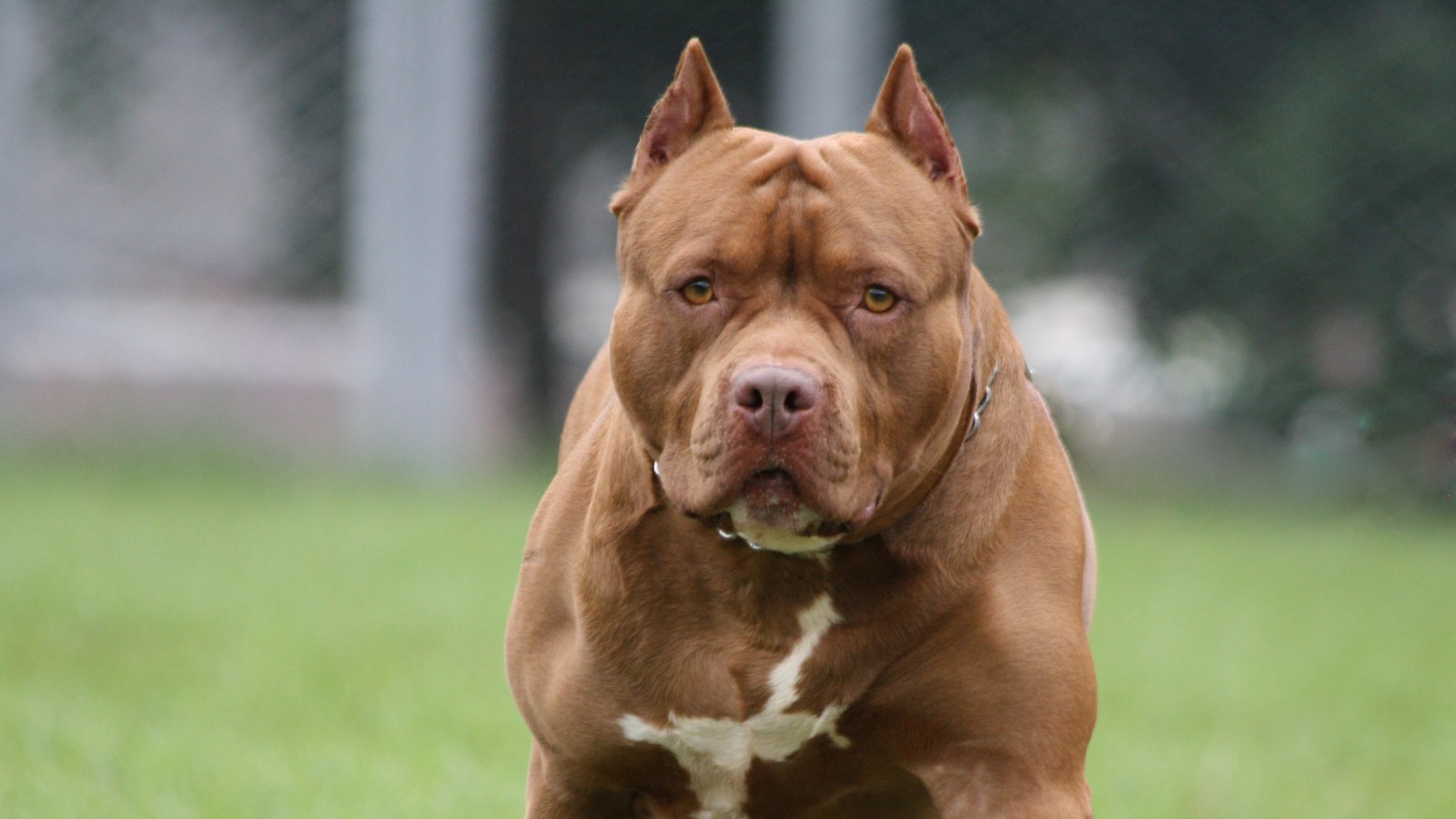 Pit Bulls Maul Owner To Death In Her Home Pit Bulls Maul Owner To Death In Her Home