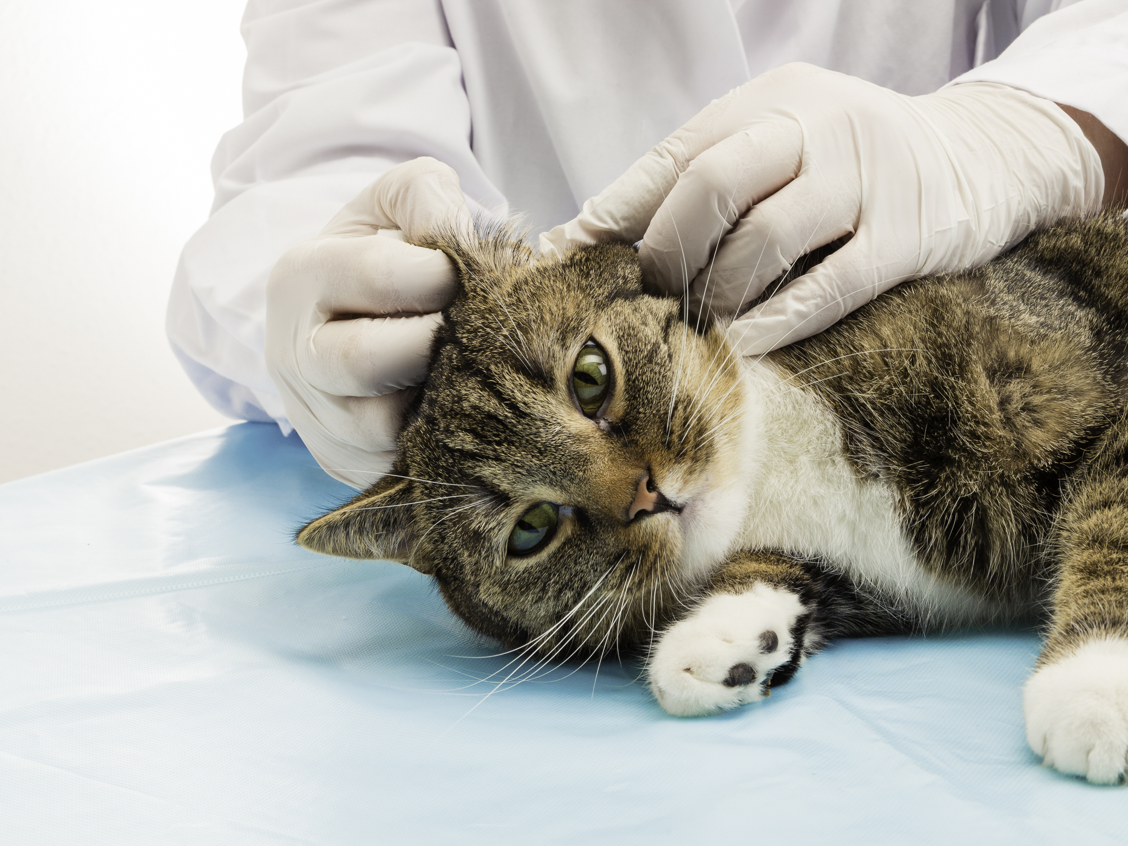 Cat Unrecognizable After Vet Eliminates Fur so Matted It Was to Be Euthanized