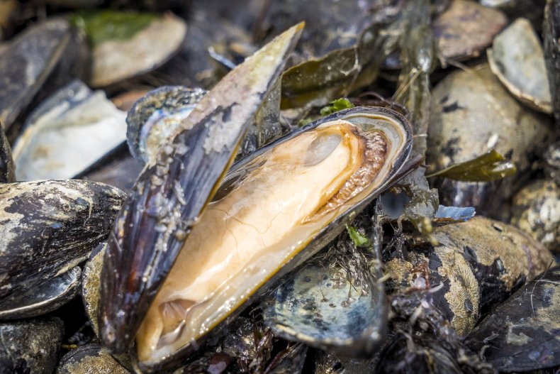 Mussels