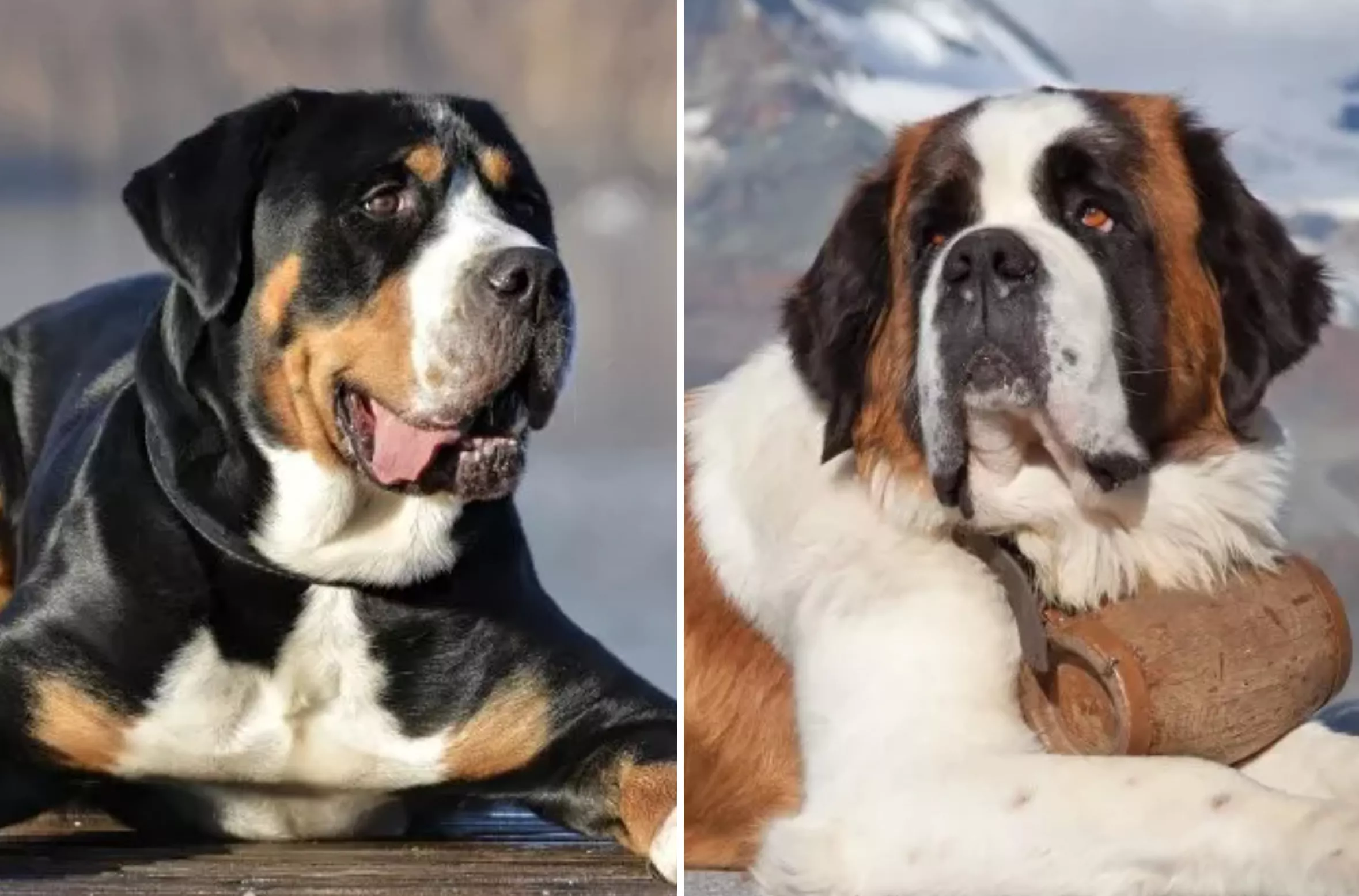Are Large Dogs More Intelligent
