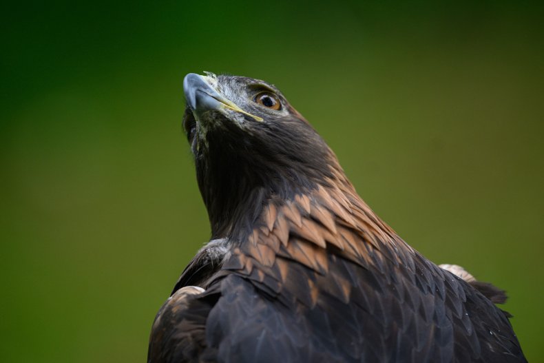 A Russian golden eagle appears in England.