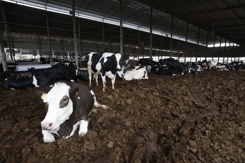 Cow poop on highway after truck crash