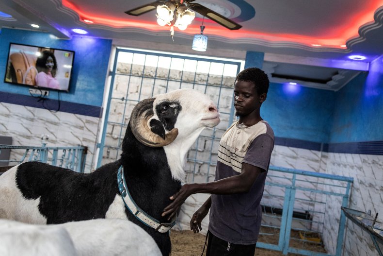 A herdsman caresses a sheep