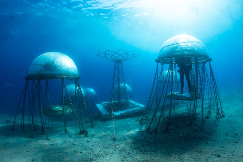 Nemo's Garden is an Italian underwater garden