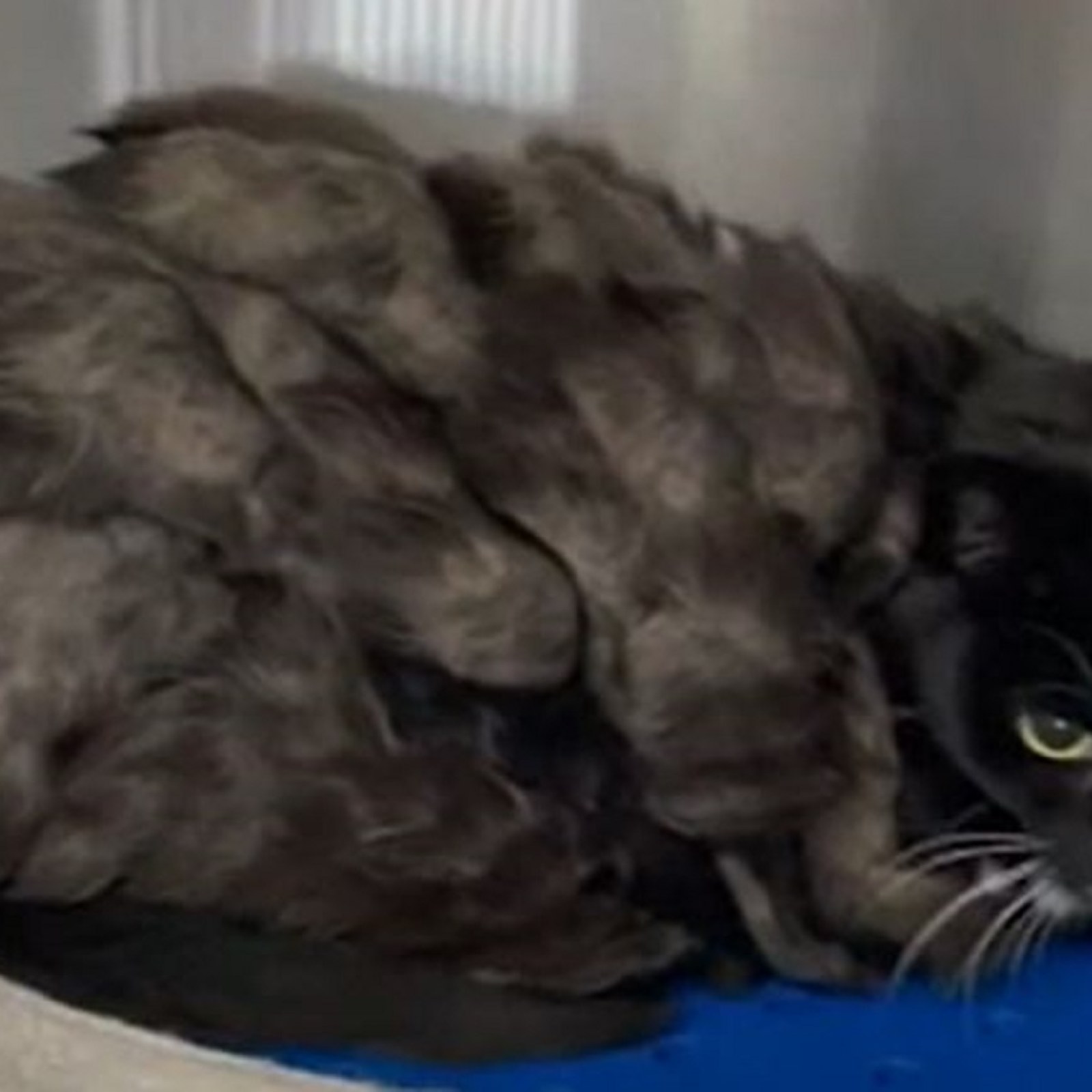 twelve swan Concession cats with matted fur closet Evaporate persecution