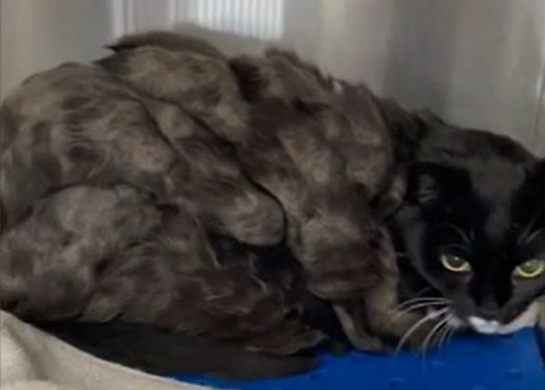 Screenshot of the cat with matted fur.
