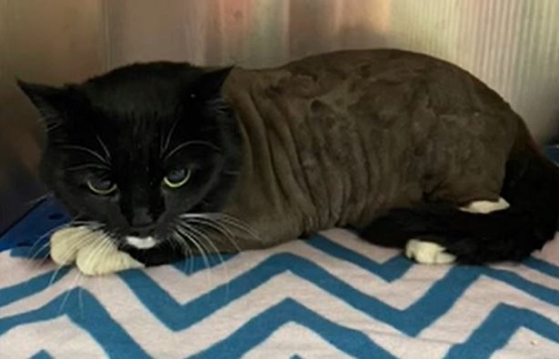Screenshot of the cat with matted fur.