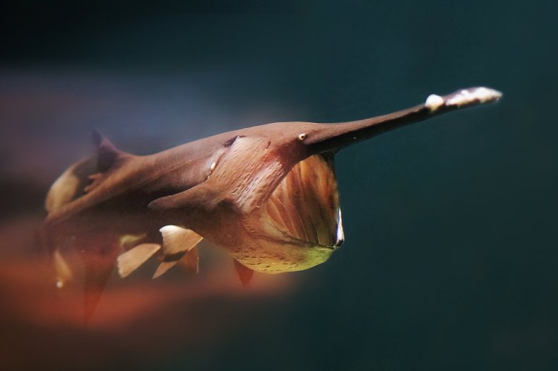 World record paddlefish caught