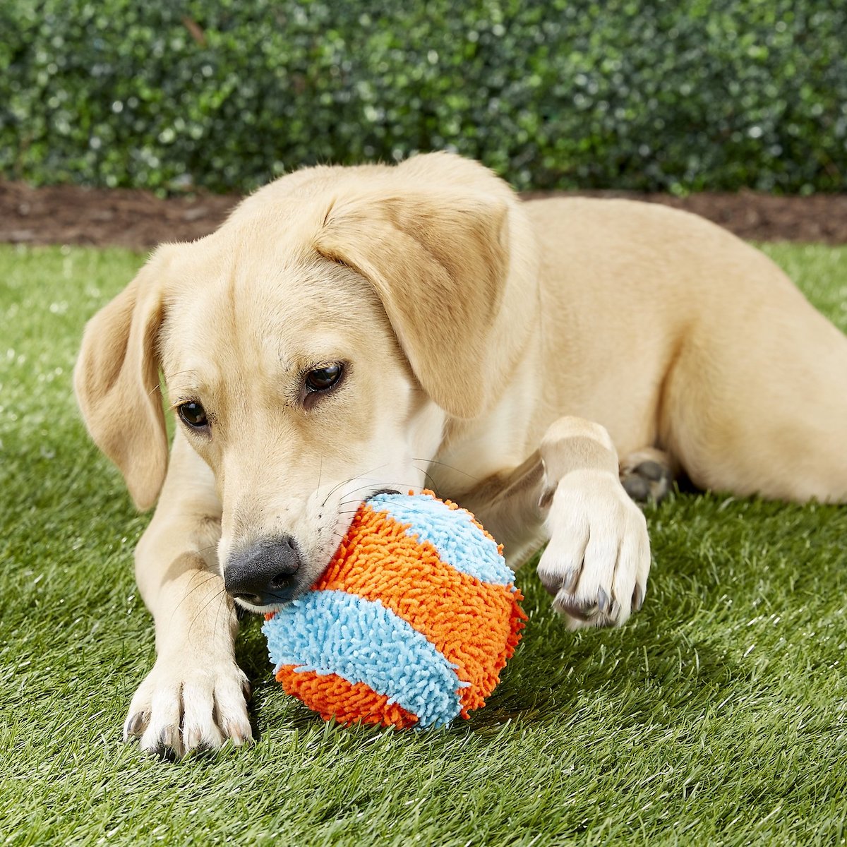 The Art of Stuffing Puzzle Toys for Dogs (VIDEO)