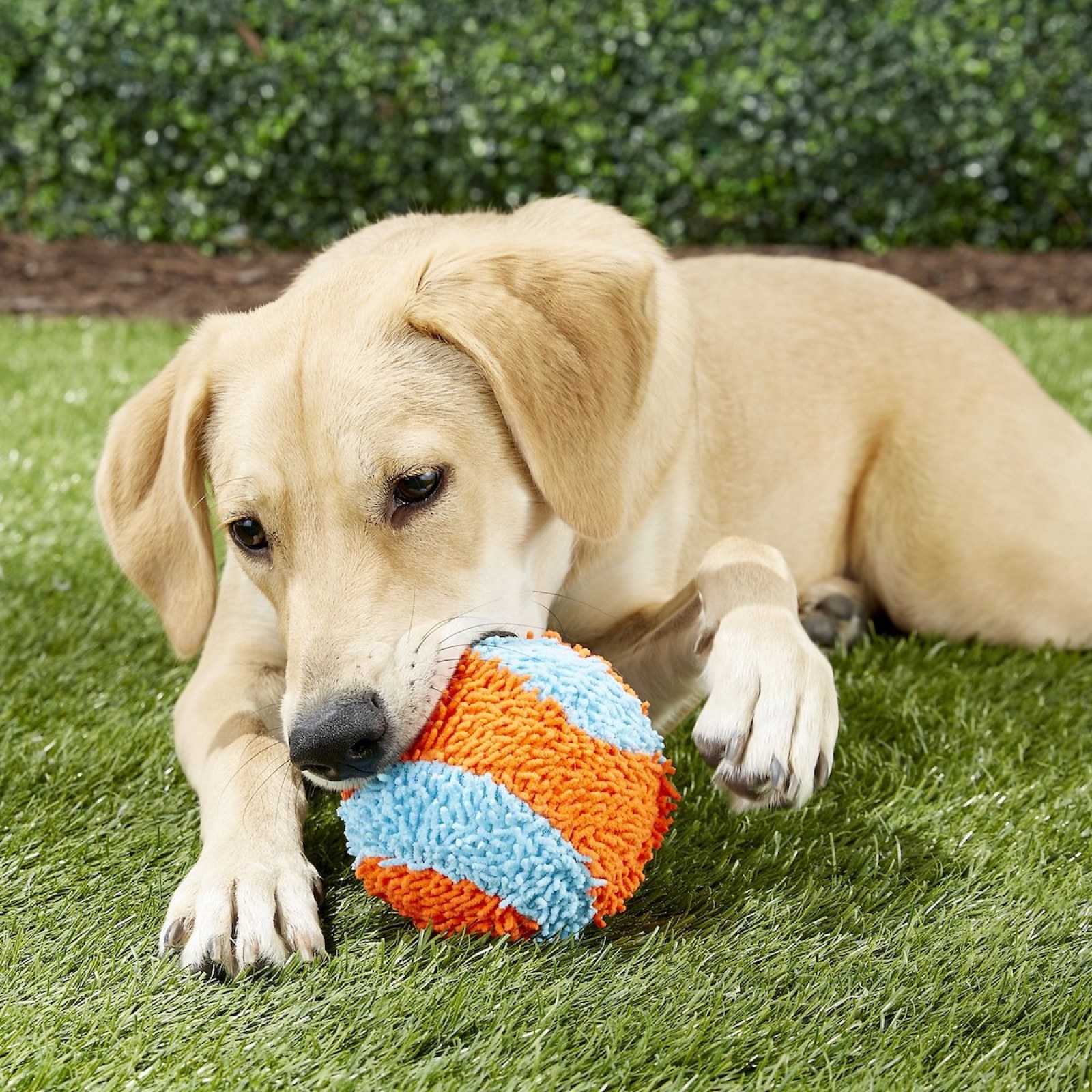 dogs playing with toys
