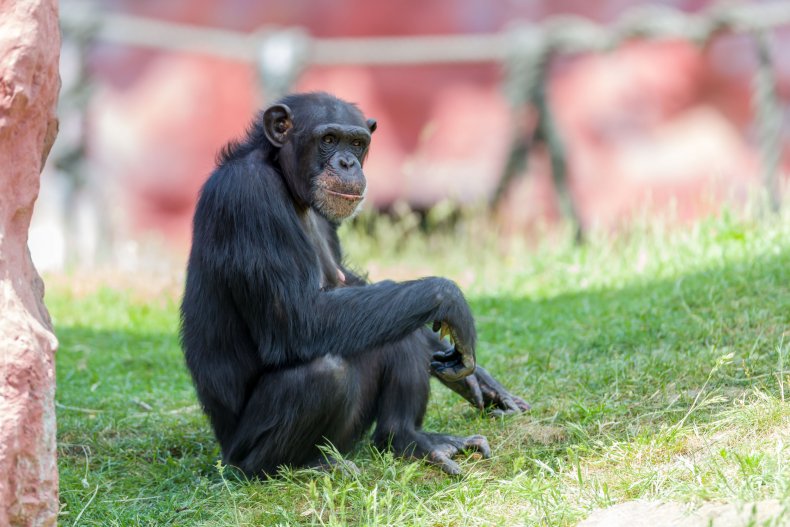 chimpanzee