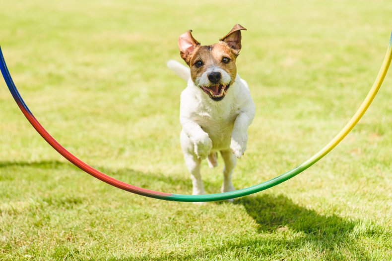 File photo of a dog jumping.