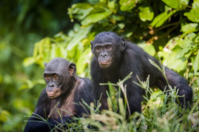 Bonobo monkey