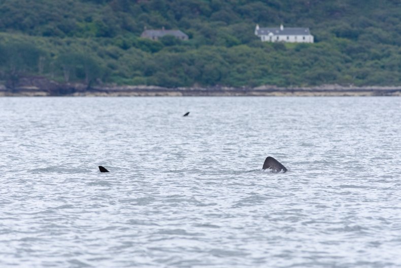 Two basking shark fins.