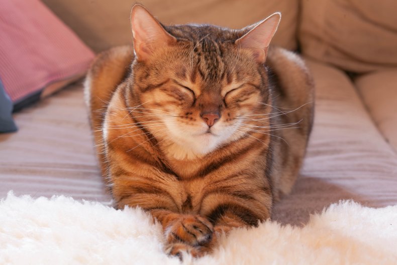 A brown tabby cat.