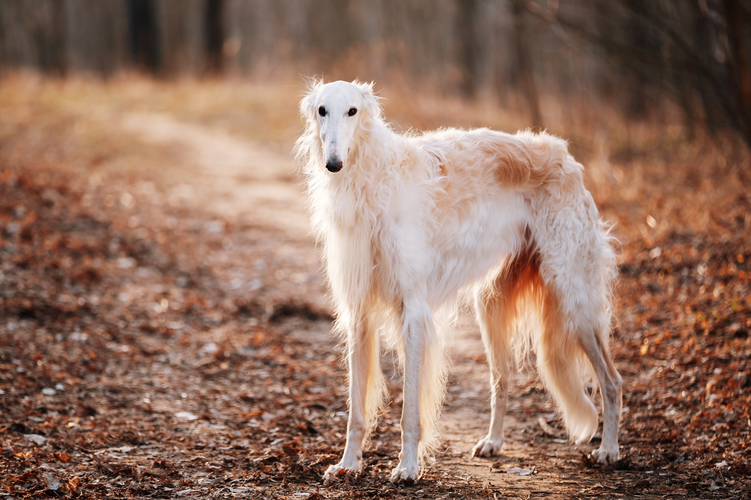 20 Larger Dog Breeds That Rarely Bark Newsweek