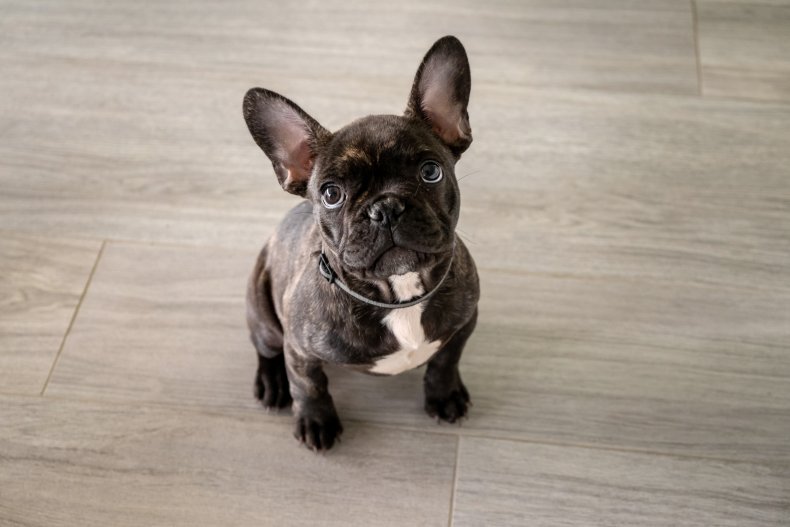 French Bulldog