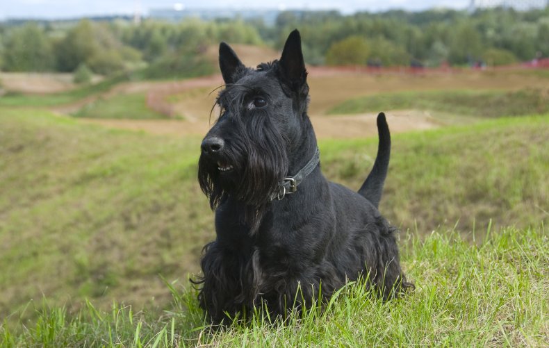 Terrier