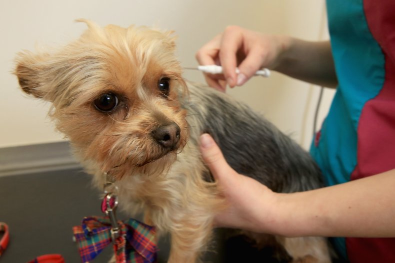 A  Yorkshire Terrier Is Microchipped