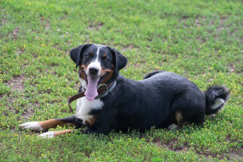 Appenzeller Sennenhund