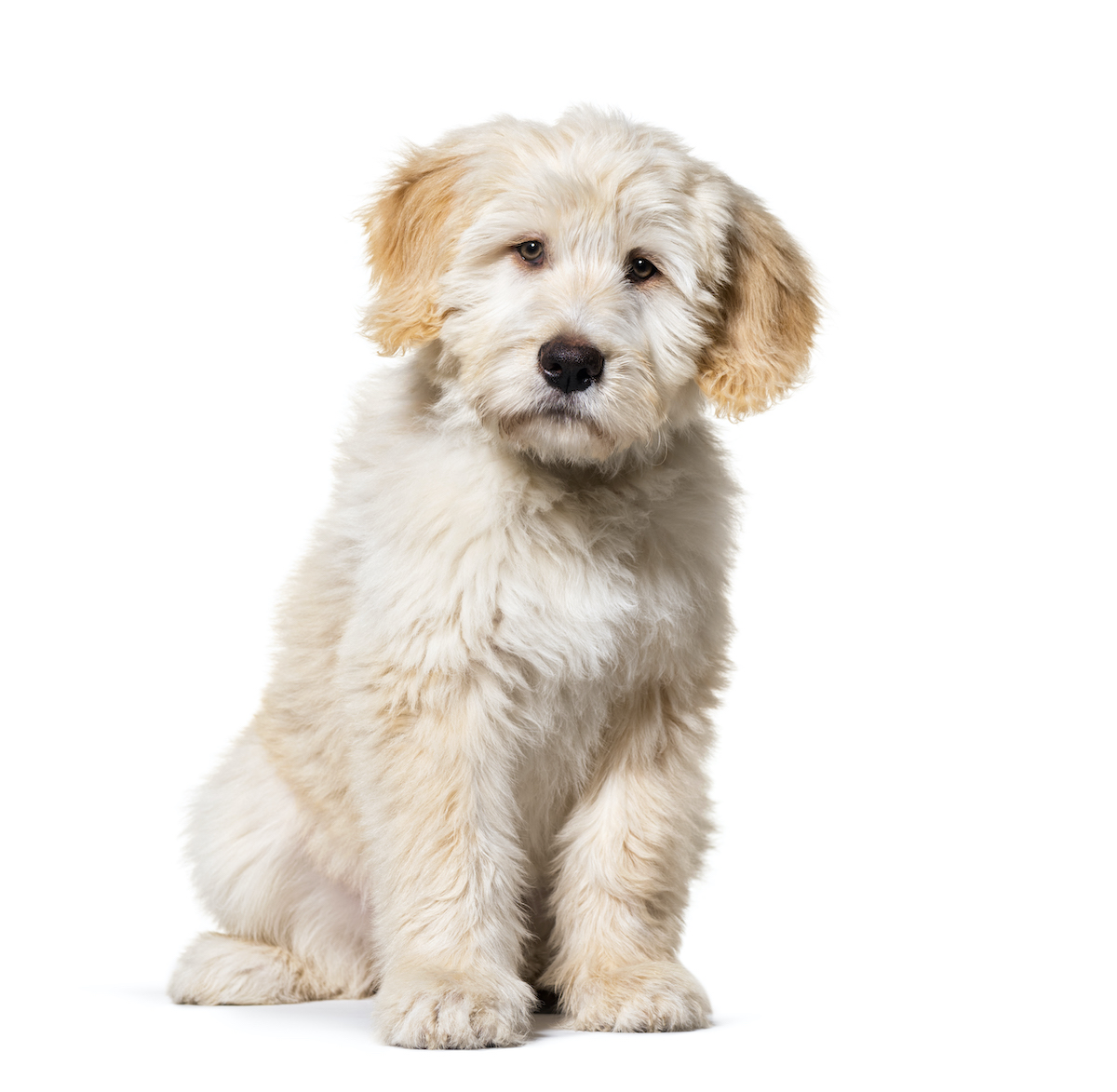 Smart medium sale sized dog breeds