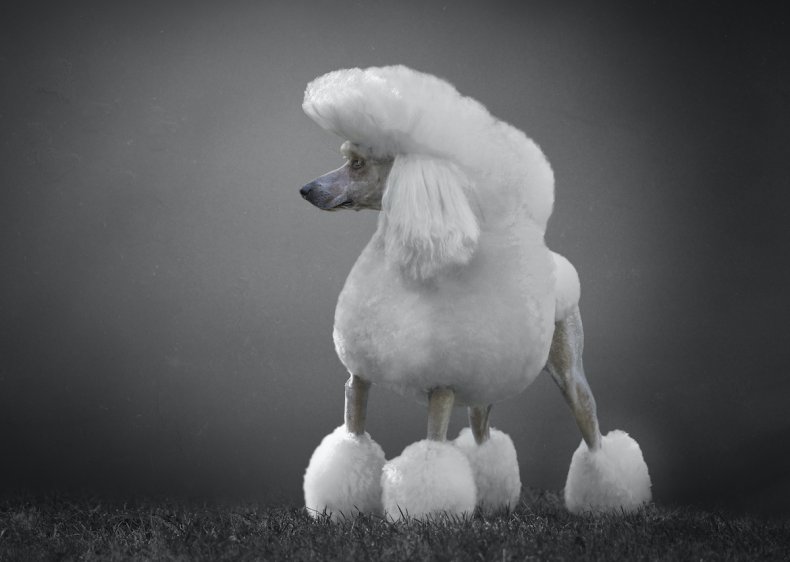 Standard Poodle