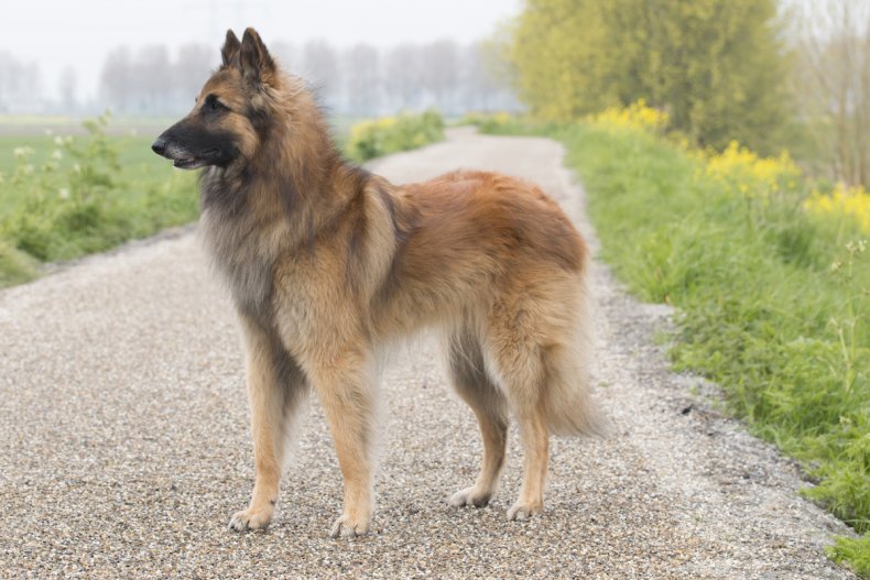 Belgian Shepherd Tervuren