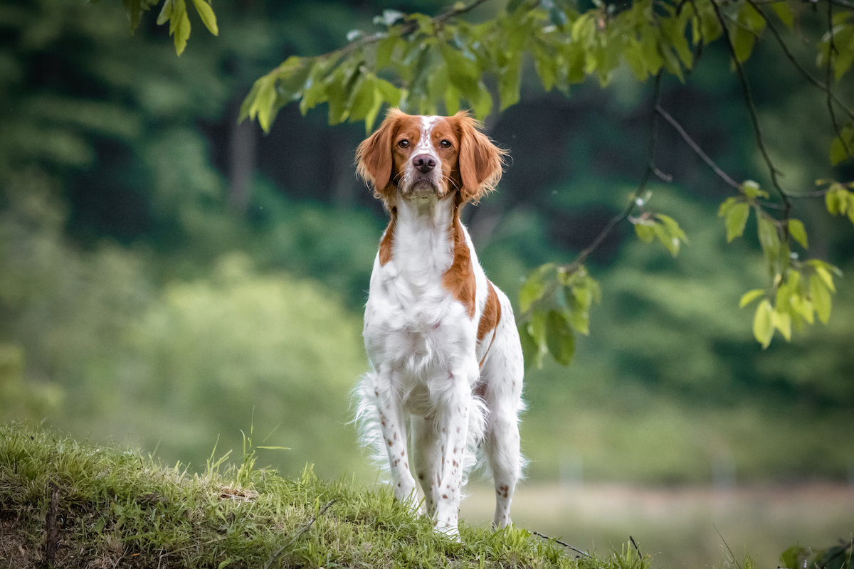 The Smartest Mid-Size Dog Breeds