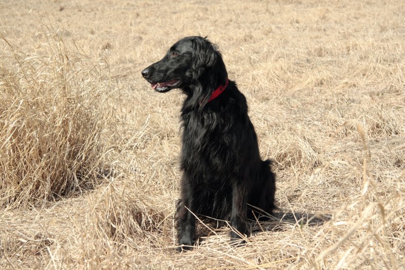 Flatcoat retriever