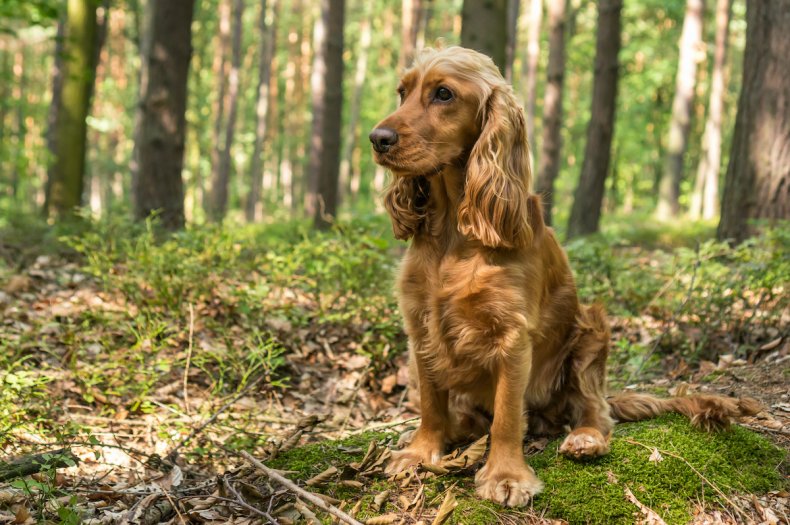 Cocker Spaniel