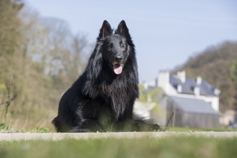 Belgian Sheepdog