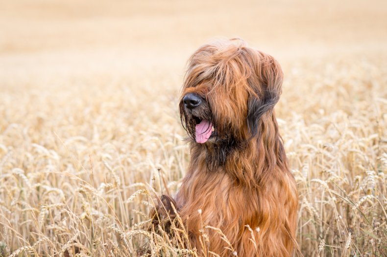 Briard dog