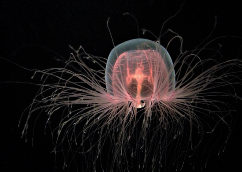 Are immortal jellyfish really immortal?
