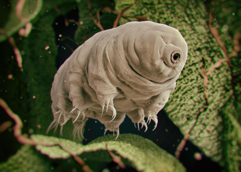 Where did tardigrades come from?