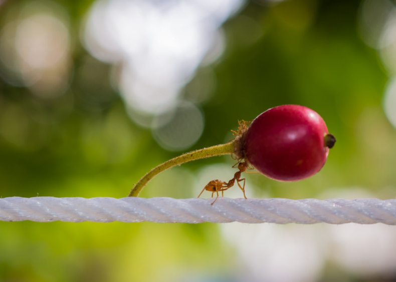 Why are ants so strong?