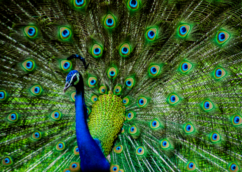 Why do peacocks have such showy feathers?