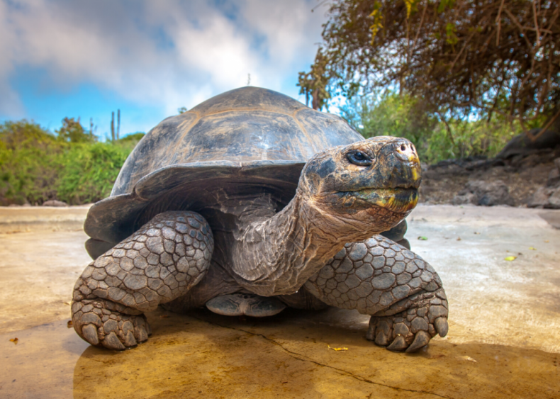 Why do turtles have shells?