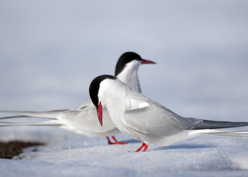 How can a 3.5-ounce bird make the world's longest migration?
