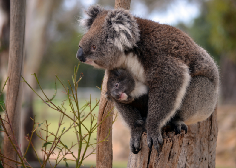 Why are there so many marsupials in Australia?