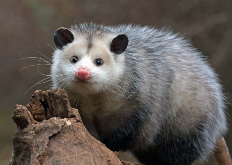 What’s the difference between a possum and an opossum?