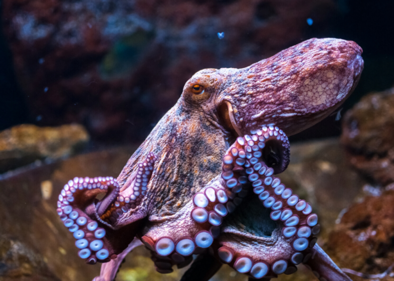 How does the octopus change color?