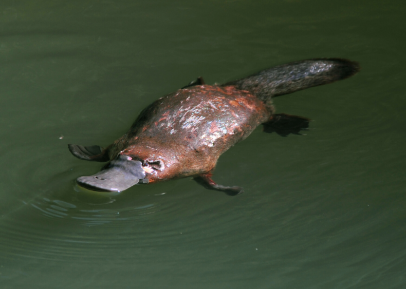 Why do platypuses lay eggs?