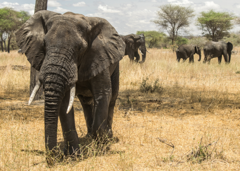 Do elephants ever forget?