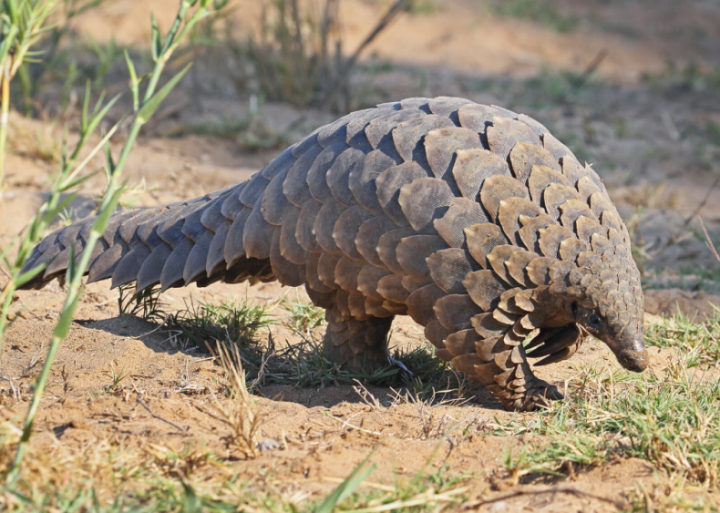 How did the pangolin get its scales?