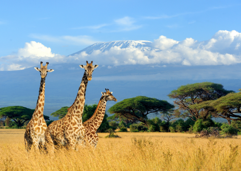 Why do giraffes have long necks?