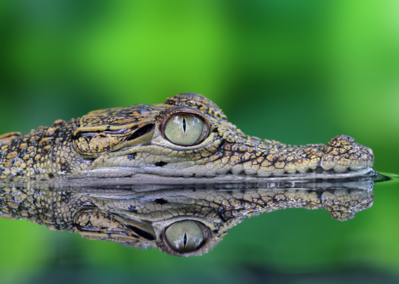 Are crocodiles related to dinosaurs?