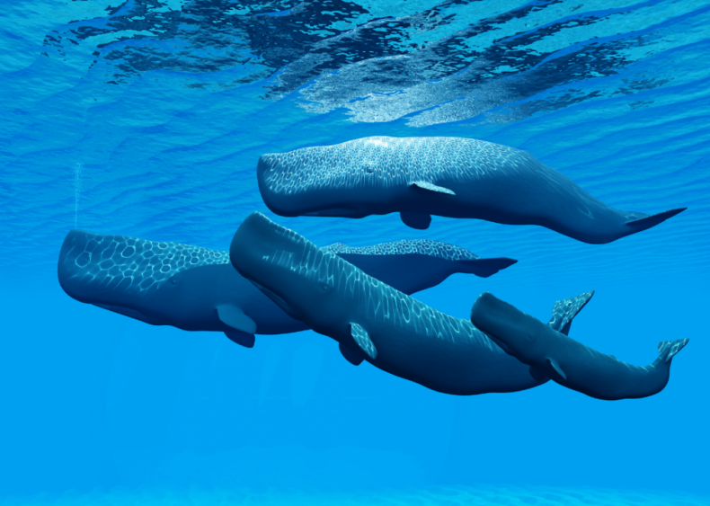 Which animal has the biggest brain?