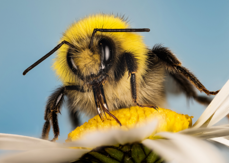 Do bumblebees have a sixth sense?
