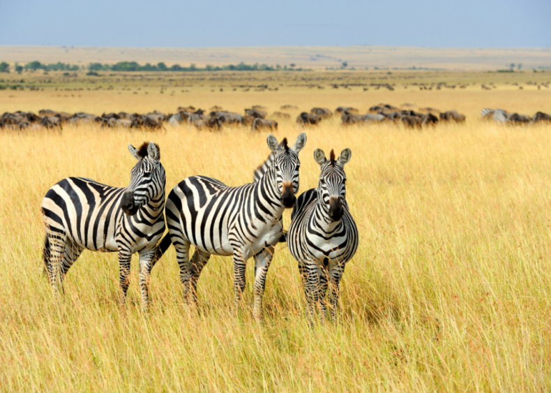 Who do zebras have stripes?