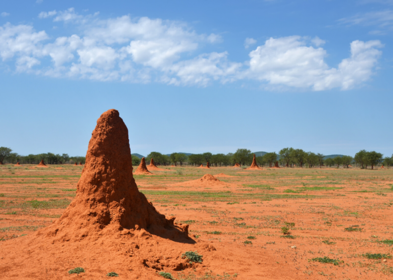 How and why do termites build their mounds?